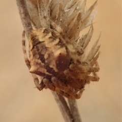 Backobourkia sp. (genus) at Cook, ACT - 2 Jan 2020