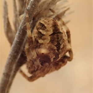 Backobourkia sp. (genus) at Cook, ACT - 2 Jan 2020