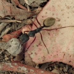 Camponotus suffusus (Golden-tailed sugar ant) at Mount Painter - 4 Jan 2020 by CathB