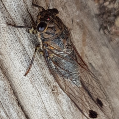 Galanga labeculata (Double-spotted cicada) at Weston, ACT - 8 Jan 2020 by AliceH