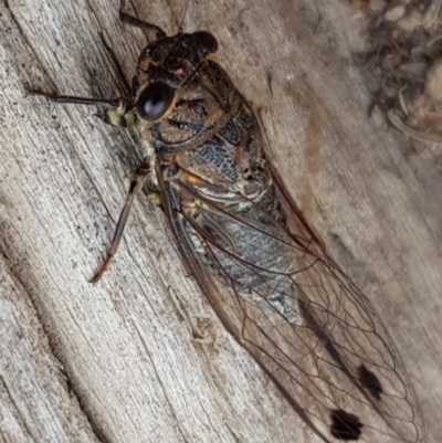 Galanga labeculata (Double-spotted cicada) at Fowles St. Woodland, Weston - 7 Jan 2020 by AliceH