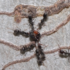 Iridomyrmex rufoniger (Tufted Tyrant Ant) at Hackett, ACT - 22 Nov 2019 by TimL