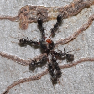 Iridomyrmex rufoniger at Hackett, ACT - 22 Nov 2019 11:56 AM