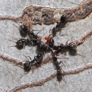 Iridomyrmex rufoniger at Hackett, ACT - 22 Nov 2019 11:56 AM