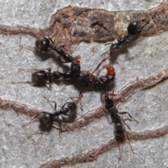 Iridomyrmex rufoniger at Hackett, ACT - 22 Nov 2019 11:56 AM