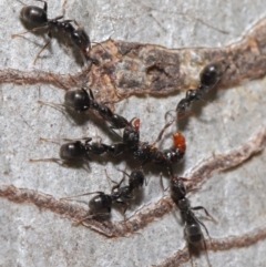 Iridomyrmex rufoniger at Hackett, ACT - 22 Nov 2019 11:56 AM