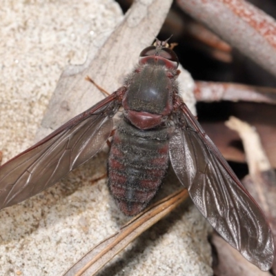 Comptosia insignis (A bee fly) at ANBG - 22 Nov 2019 by TimL