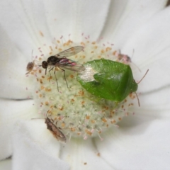 Cuspicona simplex (Green potato bug) at ANBG - 22 Nov 2019 by TimL