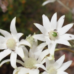 Cuspicona simplex at Acton, ACT - 22 Nov 2019 11:23 AM