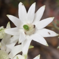 Cuspicona simplex at Acton, ACT - 22 Nov 2019 11:23 AM