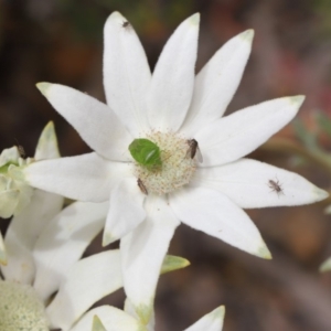 Cuspicona simplex at Acton, ACT - 22 Nov 2019