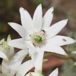 Cuspicona simplex at Acton, ACT - 22 Nov 2019 11:23 AM