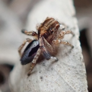 Maratus chrysomelas at Spence, ACT - 8 Jan 2020 04:42 PM