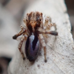 Maratus chrysomelas at Spence, ACT - 8 Jan 2020 04:42 PM