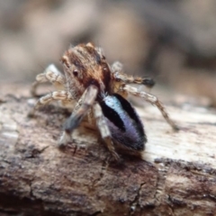 Maratus chrysomelas at Spence, ACT - 8 Jan 2020