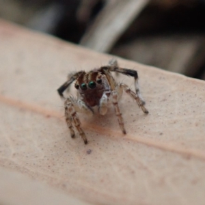 Maratus chrysomelas at Spence, ACT - 8 Jan 2020 04:42 PM