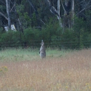 Macropus giganteus at Alpine - 24 Dec 2016