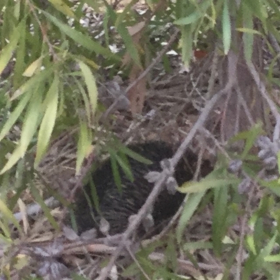 Tachyglossus aculeatus (Short-beaked Echidna) at Flynn, ACT - 8 Jan 2020 by Npeel01