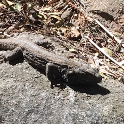 Pogona barbata (Eastern Bearded Dragon) at Flynn, ACT - 14 Sep 2019 by Npeel01