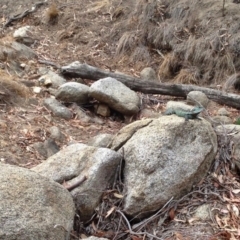 Intellagama lesueurii howittii (Gippsland Water Dragon) at Booth, ACT - 7 Jan 2020 by KMcCue