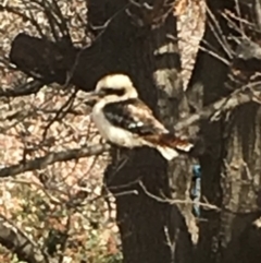 Dacelo novaeguineae (Laughing Kookaburra) at Flynn, ACT - 7 Sep 2019 by Npeel01