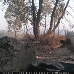 Rhipidura albiscapa (Grey Fantail) at Yass River, NSW - 3 Jan 2020 by SenexRugosus