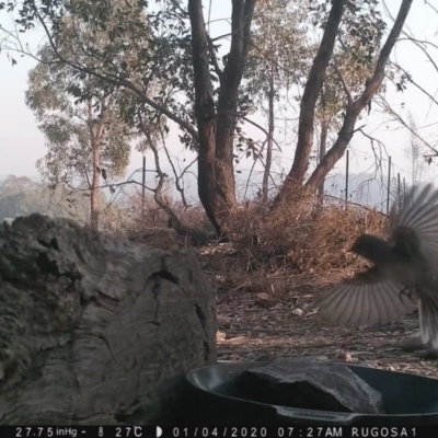 Rhipidura albiscapa (Grey Fantail) at Rugosa - 3 Jan 2020 by SenexRugosus