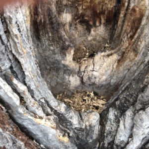 Eucalyptus globulus subsp. bicostata at Garran, ACT - 6 Jan 2020