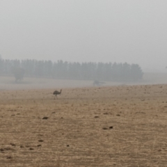 Dromaius novaehollandiae (Emu) at Wingecarribee Local Government Area - 8 Jan 2020 by Margot