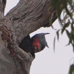 Callocephalon fimbriatum (Gang-gang Cockatoo) at Garran, ACT - 8 Jan 2020 by JackyF