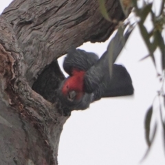 Callocephalon fimbriatum at Garran, ACT - suppressed