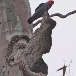 Callocephalon fimbriatum at Garran, ACT - suppressed