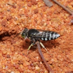 Bembix sp. (genus) (Unidentified Bembix sand wasp) at Hackett, ACT - 22 Nov 2019 by TimL