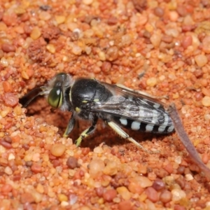 Bembix sp. (genus) at Hackett, ACT - 22 Nov 2019 11:39 AM