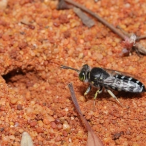 Bembix sp. (genus) at Hackett, ACT - 22 Nov 2019