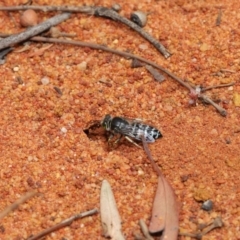 Bembix sp. (genus) at Hackett, ACT - 22 Nov 2019 11:39 AM