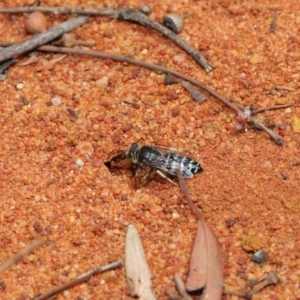 Bembix sp. (genus) at Hackett, ACT - 22 Nov 2019 11:39 AM