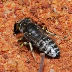 Bembix sp. (genus) at Hackett, ACT - 22 Nov 2019 11:39 AM