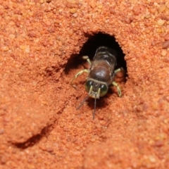 Bembix sp. (genus) (Unidentified Bembix sand wasp) at ANBG - 22 Nov 2019 by TimL