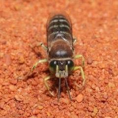 Bembix sp. (genus) at Hackett, ACT - 22 Nov 2019 11:43 AM