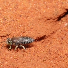 Bembix sp. (genus) at Hackett, ACT - 22 Nov 2019 11:43 AM