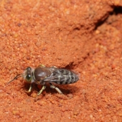 Bembix sp. (genus) at Hackett, ACT - 22 Nov 2019 11:43 AM