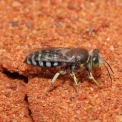 Bembix sp. (genus) at Hackett, ACT - 22 Nov 2019 11:43 AM