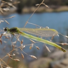 Coenagrionidae sp. (family) (Unidentified damselfly) at Gordon Pond - 27 Nov 2019 by michaelb