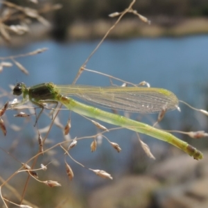 Coenagrionidae (family) at Gordon, ACT - 27 Nov 2019 12:23 PM