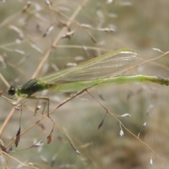 Coenagrionidae sp. (family) at Gordon, ACT - 27 Nov 2019