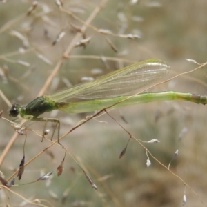 Coenagrionidae (family) at Gordon, ACT - 27 Nov 2019 12:23 PM