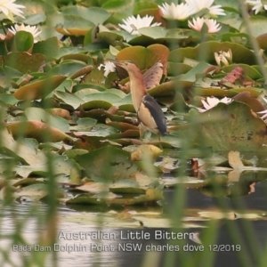 Ixobrychus dubius at Burrill Lake, NSW - 30 Dec 2019