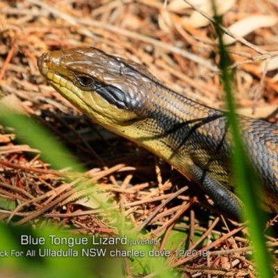 Tiliqua scincoides scincoides (Eastern Blue-tongue) at Ulladulla Reserves Bushcare - 27 Dec 2019 by Charles Dove