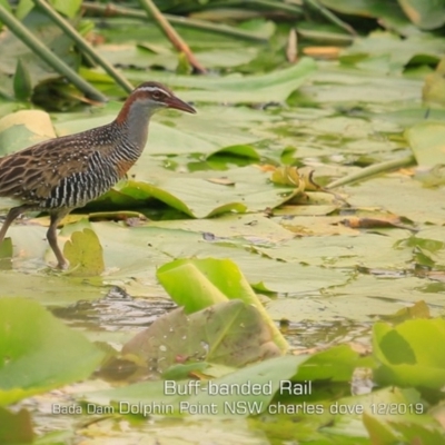 Gallirallus philippensis (Buff-banded Rail) at Wairo Beach and Dolphin Point - 29 Dec 2019 by Charles Dove
